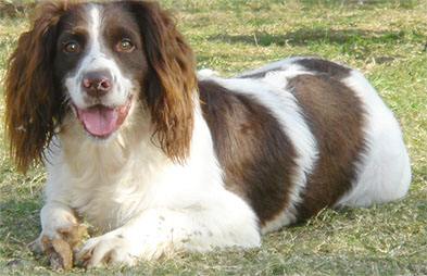 史宾格犬如何训练？  成功与否在此一举