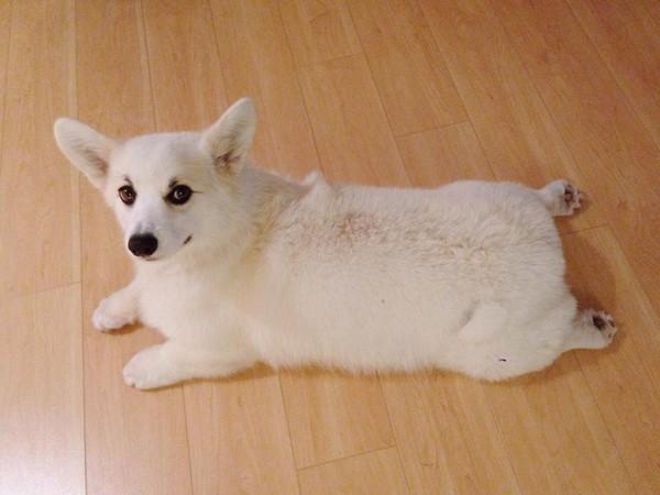 白色柯基犬多少钱？物以稀为贵