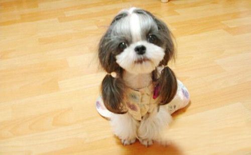 小型宠物狗价格，小型犬品种及价格详单