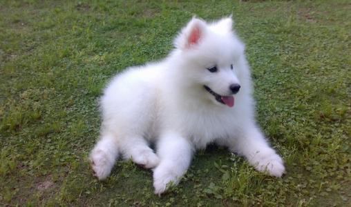 萨摩吃什么狗粮好?建议对照这种方法去挑选