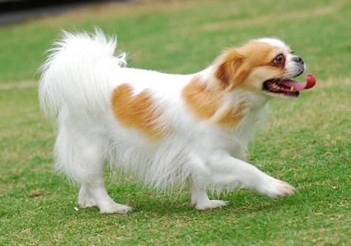 蝴蝶犬和什么狗配好看?这几种都是不错的选择