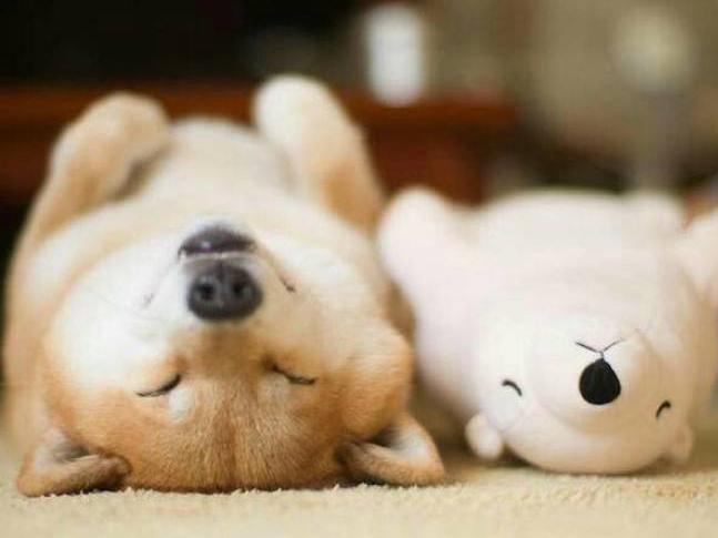 柴犬会咬主人吗?毕竟是狗子,也会有脾气的时候