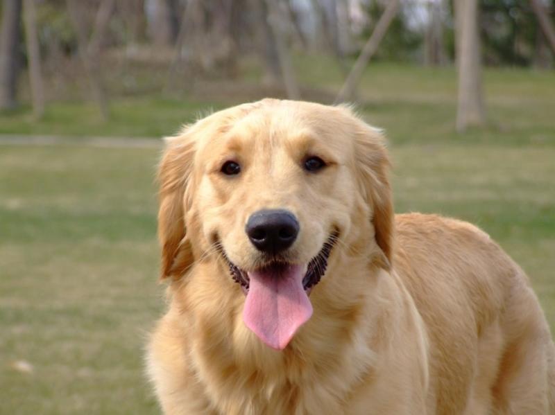 金毛犬一天吃多少狗粮?喂养有哪些禁忌