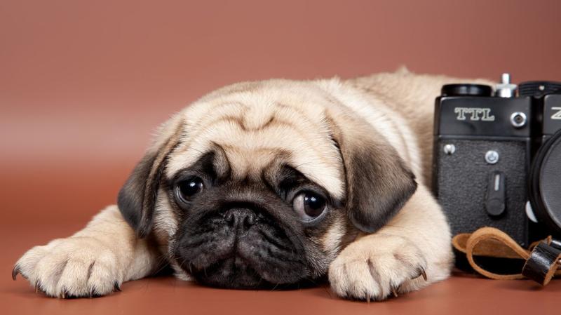 狗能吃什么水果,这些都是常见的也能吃的