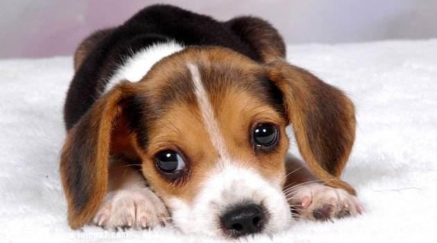 猎兔犬什么品种好?猎兔能手格力犬详解
