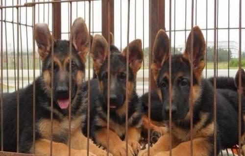 德国牧羊犬纯种的怎么样?看这矫健的身姿你会明白