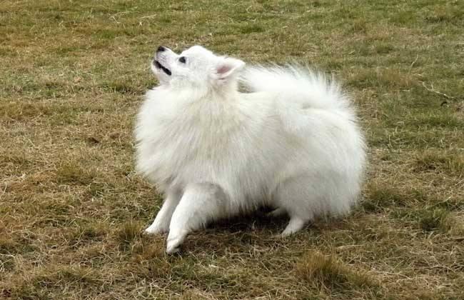 博美绝育后注意事项，这些方面的工作要做好