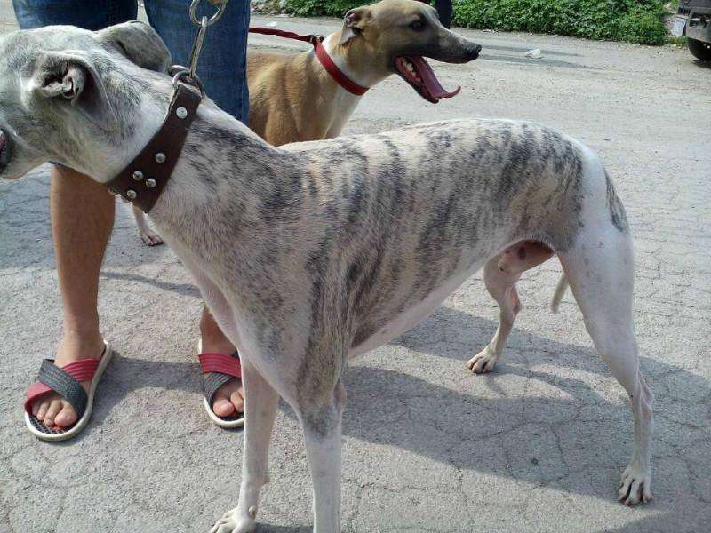 惠比特犬如何训练，这些妙招你要须知