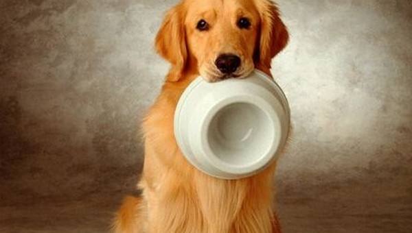 狗为什么不能吃巧克力,铲屎官必知。