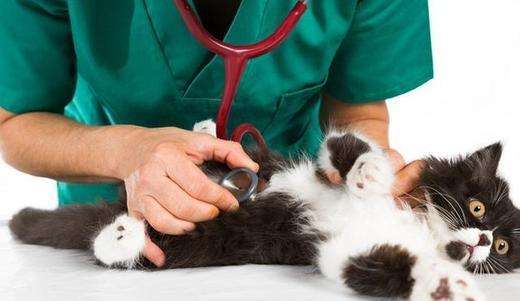 开宠物店需要什么?行业老手教你快速起步