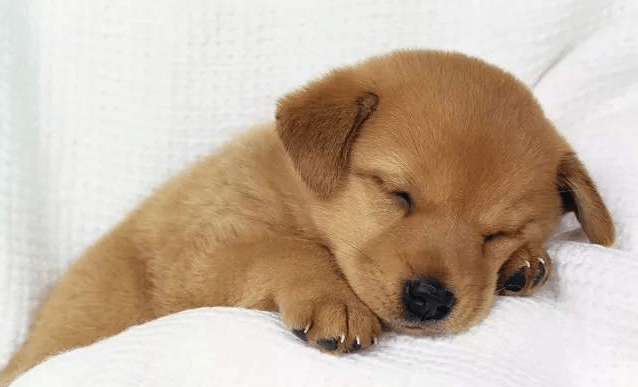 狗狗大便有血要怎么办？找到缘由才好治理