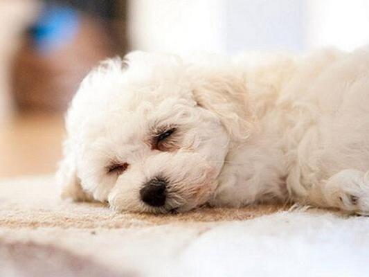 比熊贵宾犬哪个寿命长？其实相差不大