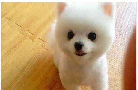 博美怎么训练上厕所?这样训练事半功倍