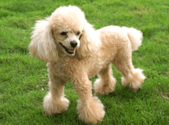 贵宾犬的训练方法,必备简单易学的方法