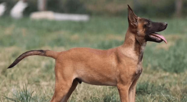 马犬吃什么狗粮，学着点把它喂的更健康