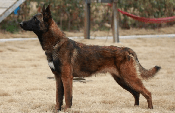 马犬拉稀怎么办,首要任务改善饮食