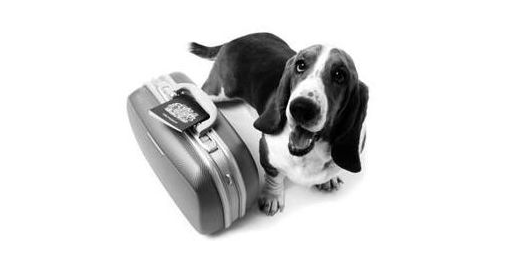 宠物托运需要多少钱，这些费用看到吓一跳