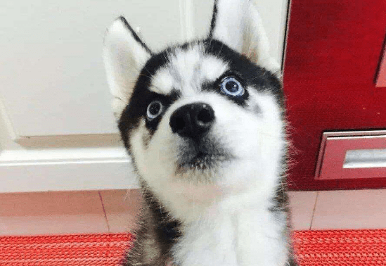 宠物狗寄养训练，小套路要记住