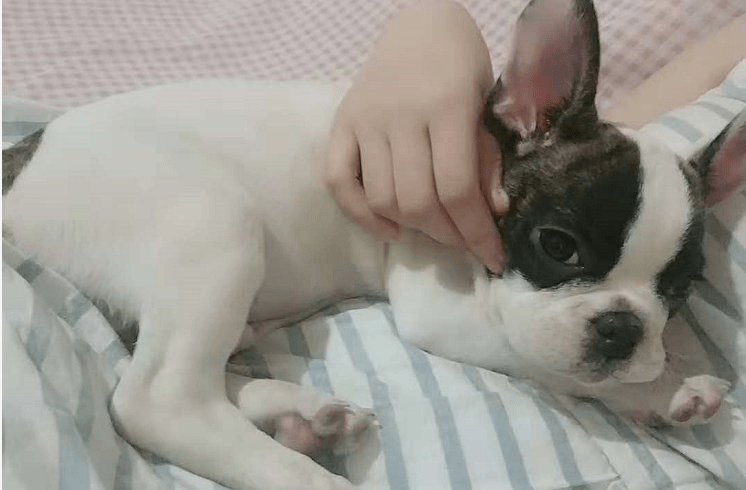 法国斗牛犬掉毛吗？请注意以下事项