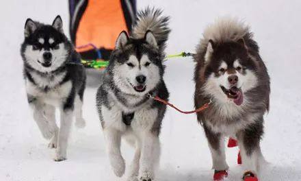 二哈是雪橇犬吗,人家的才是