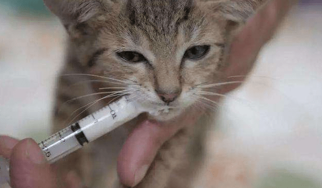 猫瘟能治好吗?这是个很严重的情况