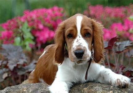 史宾格犬性格，那一瞬间你会不由自主的喜欢上它