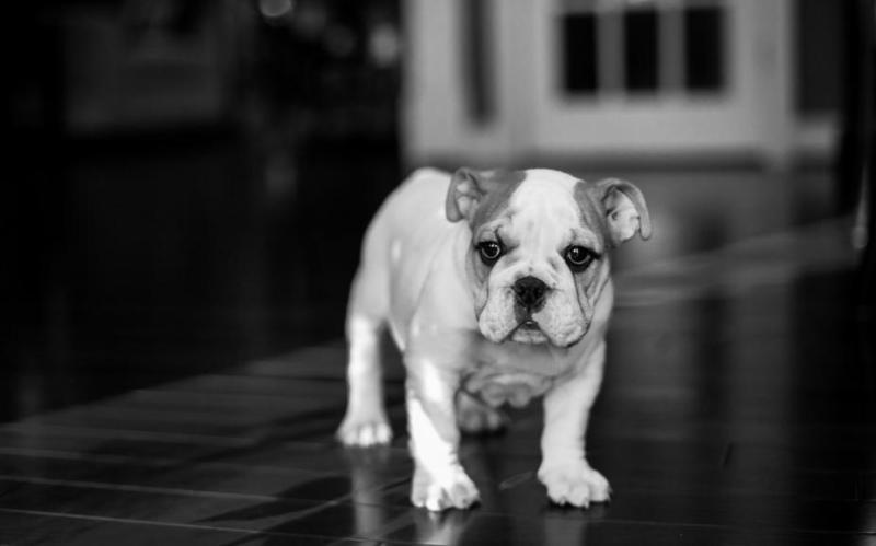 英国斗牛犬的缺点,喜欢的人会包容这些缺点的