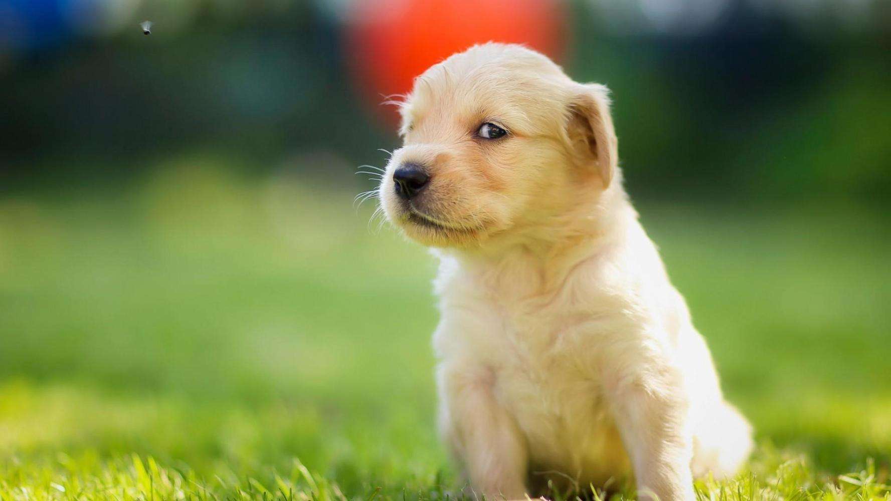 怎样训练狗狗大小便,快速有效的教程看这里