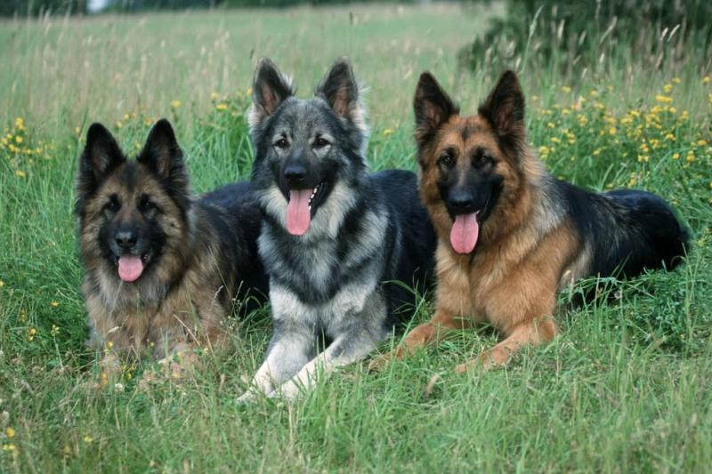 怎么训练德牧的服从性?认真严厉的态度才是真爱