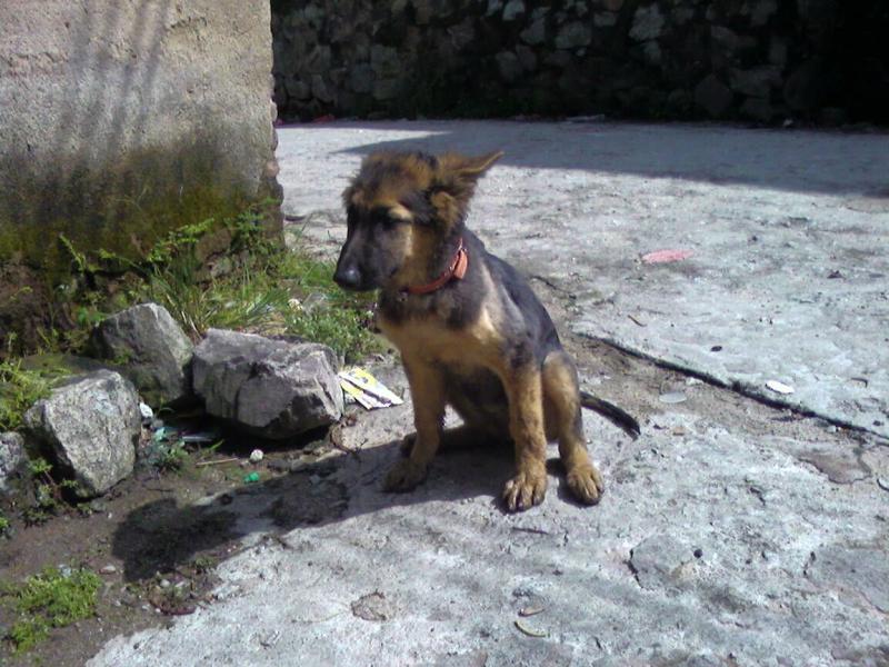 犬细小病毒症状?死亡率超高请注意