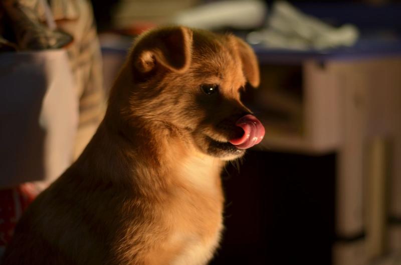 小狗吐白沫怎么回事?搞清楚缘由很关键