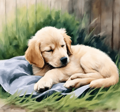 狗睡觉姿势解读:揭秘狗狗性格的秘密语言