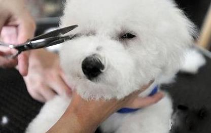 狗狗眼屎多怎么办，教你四招对症治疗