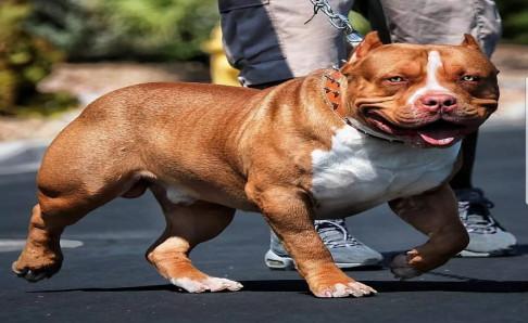 恶霸犬掉毛吗?有什么解决办法
