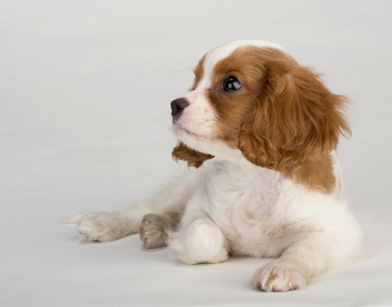 狗狗能吃韭菜吗？建议尽量不吃