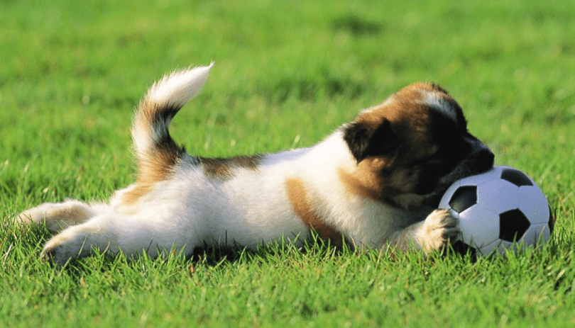狗狗吃什么补钙?  选对食物和方法很重要