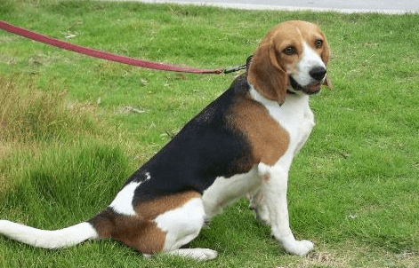 比格犬毛色变化别担心,并不是生病引起