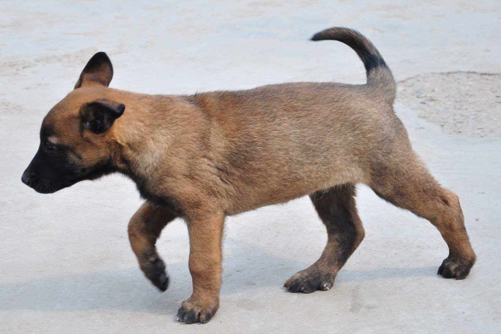 马犬要怎么训练,只需这一招