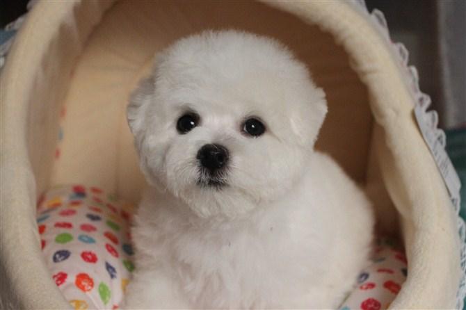 清理比熊泪痕的妙招，试试这些