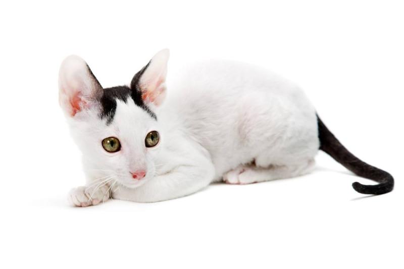 猫咪多久驱虫一次?照此法不误事