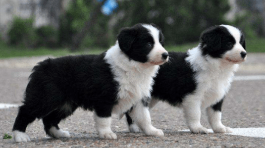 边境牧羊犬怎么交配?注意好这几个方面很关键