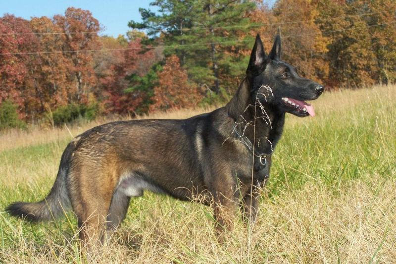 怎么训练马犬?注意好以下这几点就行了