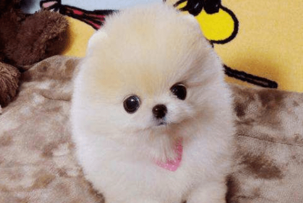 博美俊介和博美的区别?不要光看造型