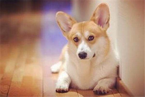 小狗有点拉稀怎么办 宠舍专家教你对症下药