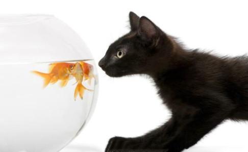 小猫鼻子上有黑垢,注意甄别这些情况