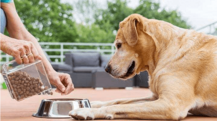 成犬金毛吃什么狗粮好?为了那顺畅的被毛可以这样喂