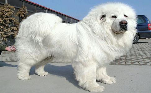 藏獒肉能吃吗?自己的爱犬还是别吃