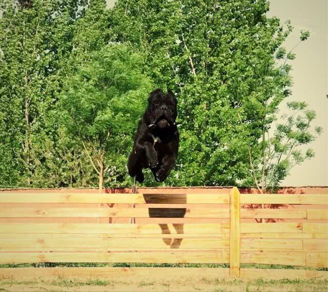 养卡斯罗犬要注意什么?吃喝住行都要注意