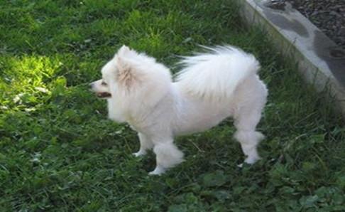 爱斯基摩犬多少钱一只?看品相来估价