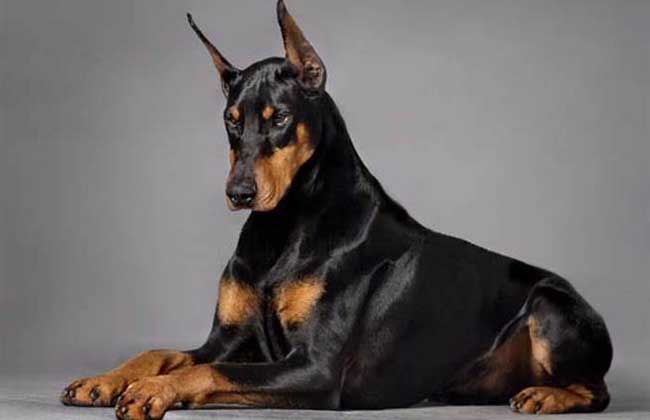 宾莎犬和杜宾犬区别,全方位了解它们